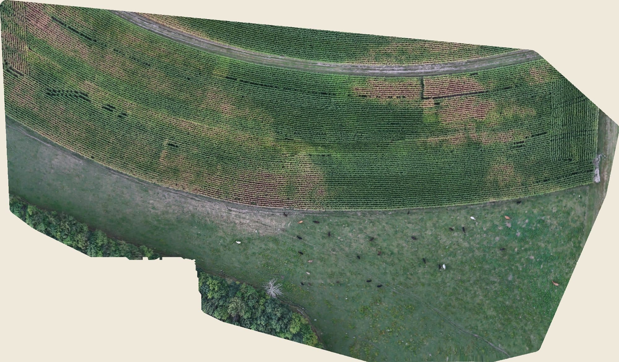 Orthomosaic of field H-3
